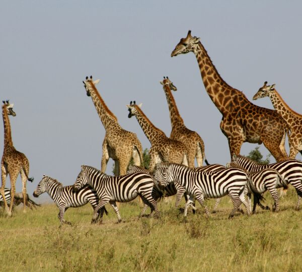 TANZANIA TOURS
