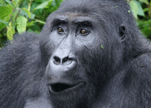 4 Days Rwanda & Uganda Combo Gorilla Trekking Tour