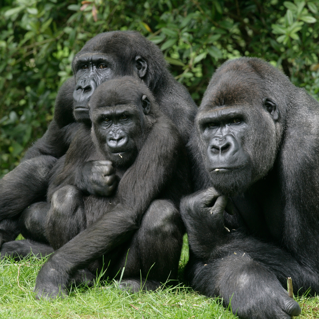 3 Days Gorilla Trekking in Bwindi, Uganda