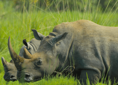 5 Days Kenyan Safari Escape (3 Parks)