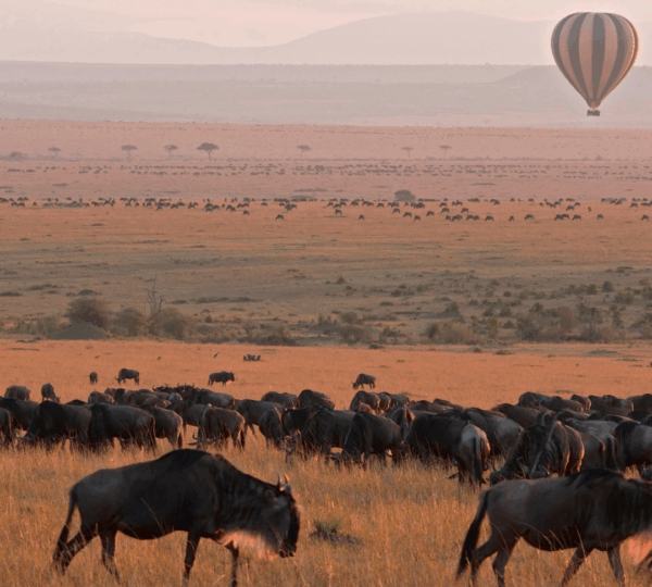 KENYA   TOURS