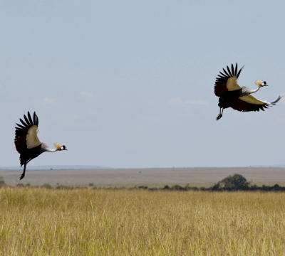 3 Days Birding Safari