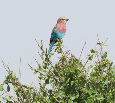 5 Days Birding Safari