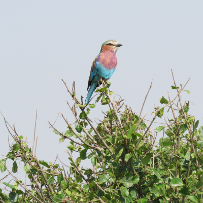 5 Days Birding Safari