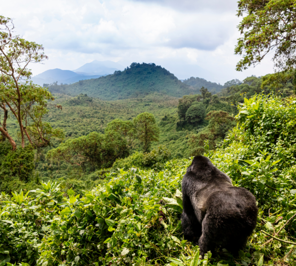 RWANDA TOURS